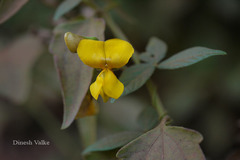 Cajanus heynei